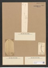 Hantzschia elongata Grun. (de-Toni-Nr.: Genus 50, Species 2206) Zeichnungen Sammlung Grunow Nr. 4611 (NHMW-BOT-W0372652)